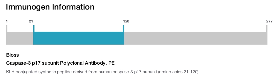 Caspase-3 p17 subunit Polyclonal Antibody, PE