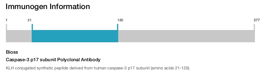 Caspase-3 p17 subunit Polyclonal Antibody