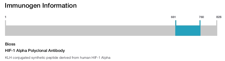 HIF-1 Alpha Polyclonal Antibody
