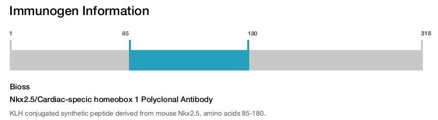 Nkx2.5/Cardiac-specic homeobox 1 Polyclonal Antibody