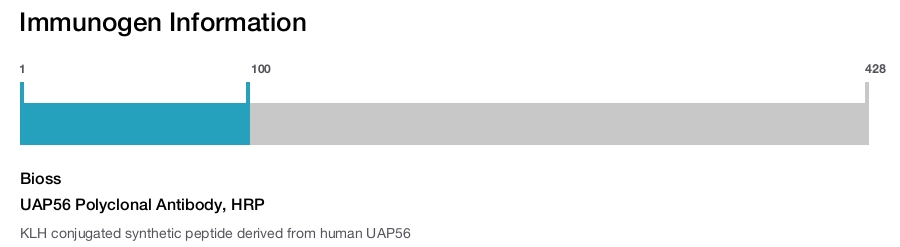 UAP56 Polyclonal Antibody, HRP