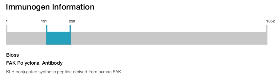 FAK Polyclonal Antibody