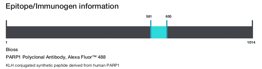 PARP1 Polyclonal Antibody, Alexa Fluor&trade; 488