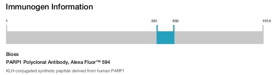 PARP1 Polyclonal Antibody, Alexa Fluor&trade; 594