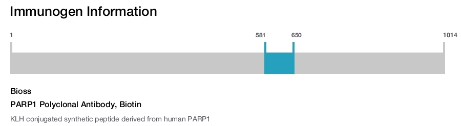 PARP1 Polyclonal Antibody, Biotin
