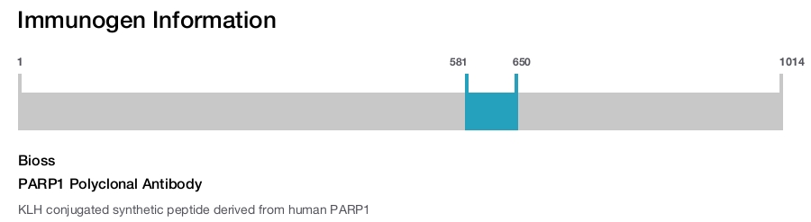 PARP1 Polyclonal Antibody
