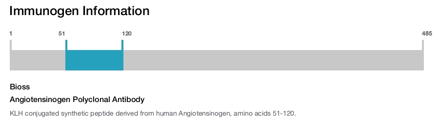 Angiotensinogen Polyclonal Antibody