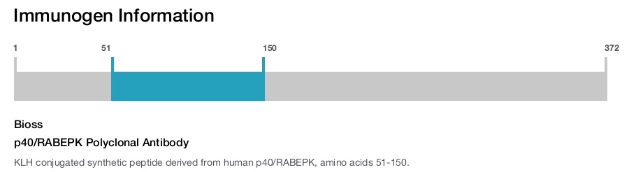 p40/RABEPK Polyclonal Antibody