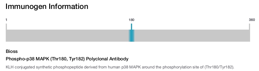Phospho-p38 MAPK (Thr180, Tyr182) Polyclonal Antibody