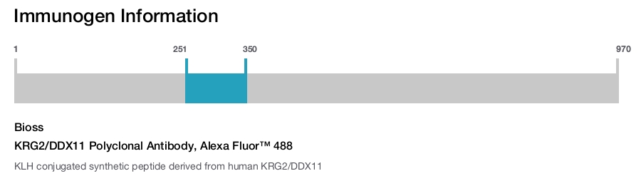 KRG2/DDX11 Polyclonal Antibody, Alexa Fluor&trade; 488
