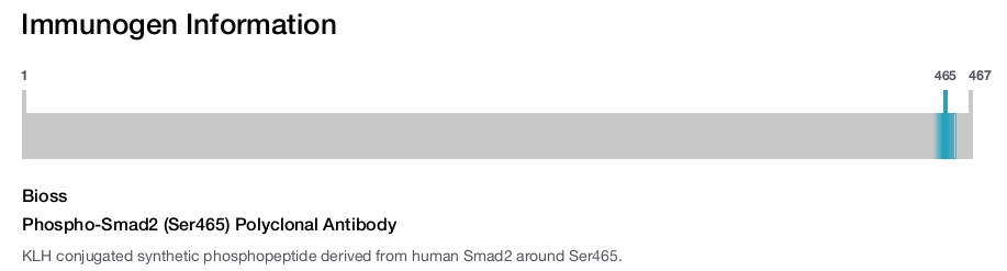 Phospho-Smad2 (Ser465) Polyclonal Antibody