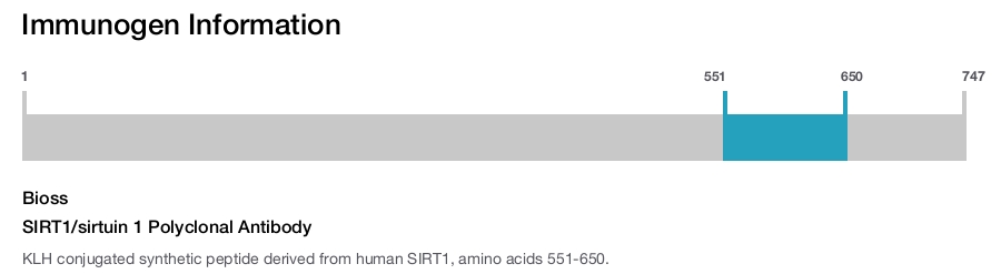 SIRT1/sirtuin 1 Polyclonal Antibody