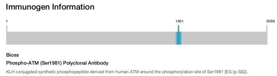 Phospho-ATM (Ser1981) Polyclonal Antibody
