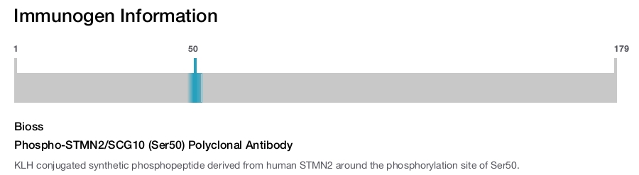 Phospho-STMN2/SCG10 (Ser50) Polyclonal Antibody