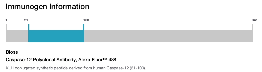 Caspase-12 Polyclonal Antibody, Alexa Fluor&trade; 488