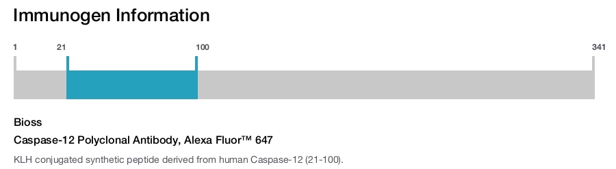 Caspase-12 Polyclonal Antibody, Alexa Fluor&trade; 647