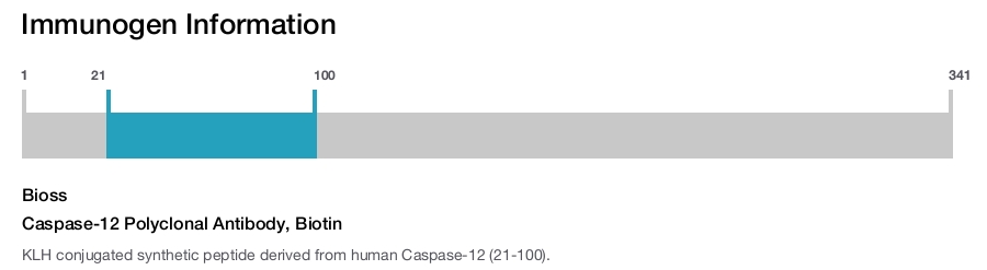 Caspase-12 Polyclonal Antibody, Biotin