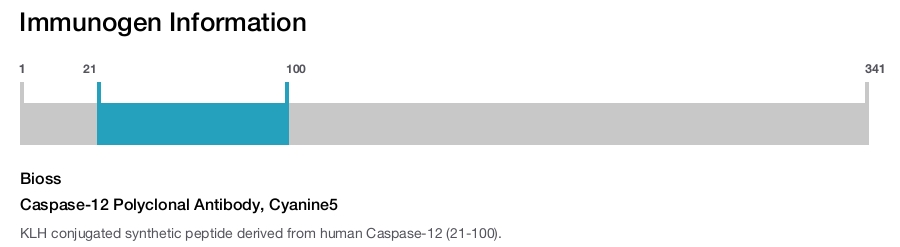 Caspase-12 Polyclonal Antibody, Cyanine5