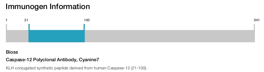 Caspase-12 Polyclonal Antibody, Cyanine7
