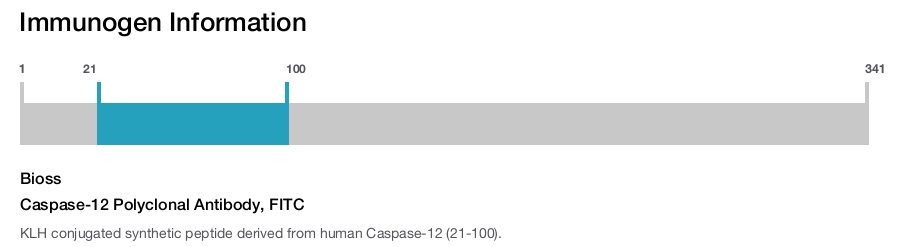Caspase-12 Polyclonal Antibody, FITC