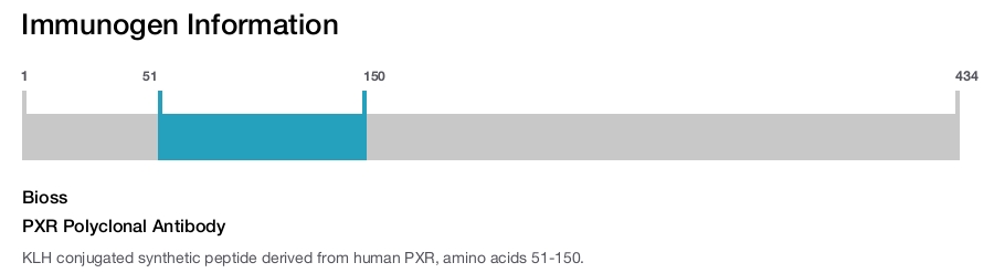 PXR Polyclonal Antibody