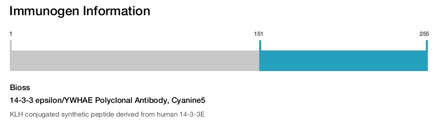 14-3-3 epsilon/YWHAE Polyclonal Antibody, Cyanine5