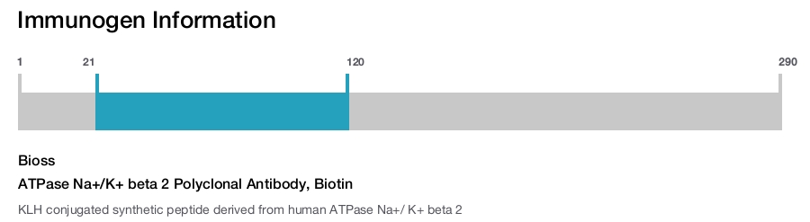 ATPase Na+/K+ beta 2 Polyclonal Antibody, Biotin