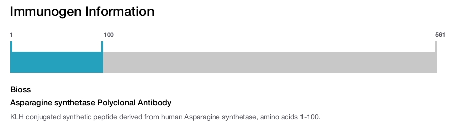 Asparagine synthetase Polyclonal Antibody