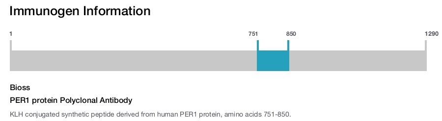 PER1 protein Polyclonal Antibody