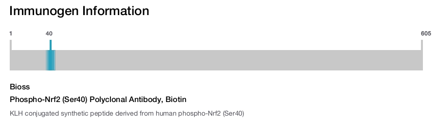 Phospho-Nrf2 (Ser40) Polyclonal Antibody, Biotin