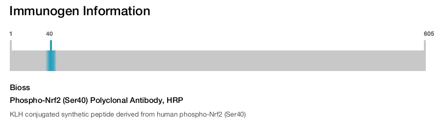 Phospho-Nrf2 (Ser40) Polyclonal Antibody, HRP