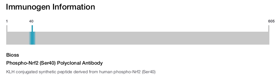 Phospho-Nrf2 (Ser40) Polyclonal Antibody