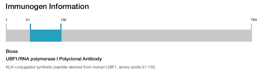 UBF1/RNA polymerase I Polyclonal Antibody
