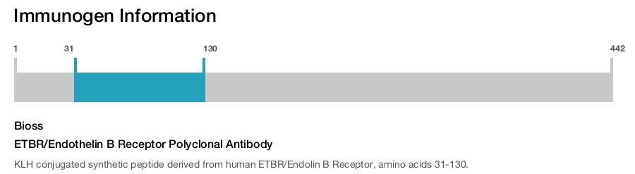 ETBR/Endothelin B Receptor Polyclonal Antibody