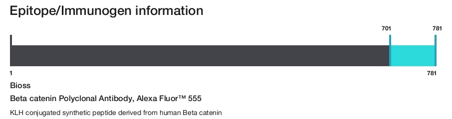 Beta catenin Polyclonal Antibody, Alexa Fluor&trade; 555