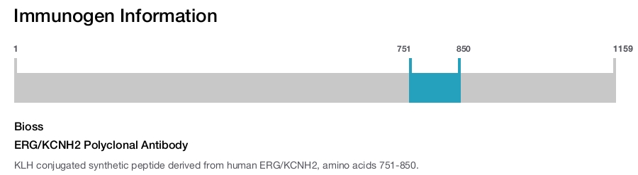 ERG/KCNH2 Polyclonal Antibody