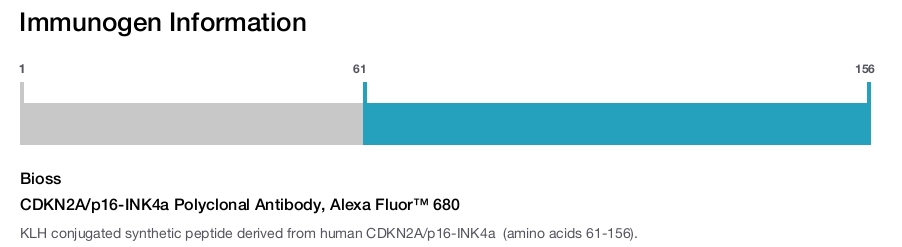 CDKN2A/p16-INK4a Polyclonal Antibody, Alexa Fluor&trade; 680