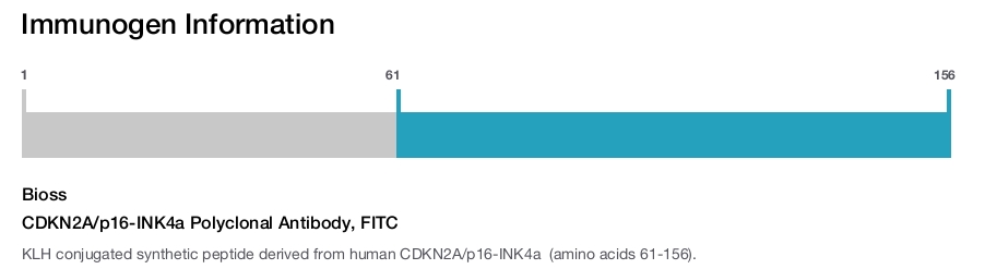 CDKN2A/p16-INK4a Polyclonal Antibody, FITC