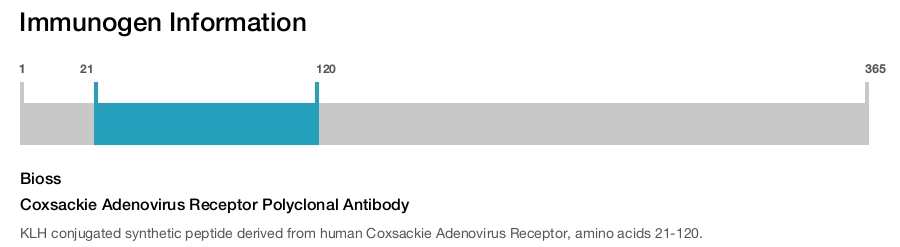 Coxsackie Adenovirus Receptor Polyclonal Antibody