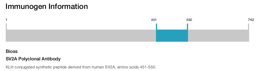 SV2A Polyclonal Antibody