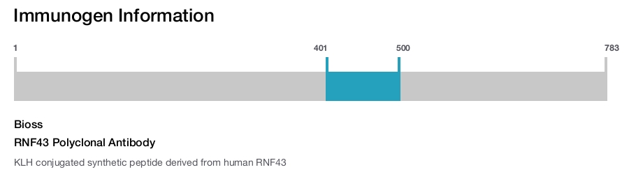 RNF43 Polyclonal Antibody
