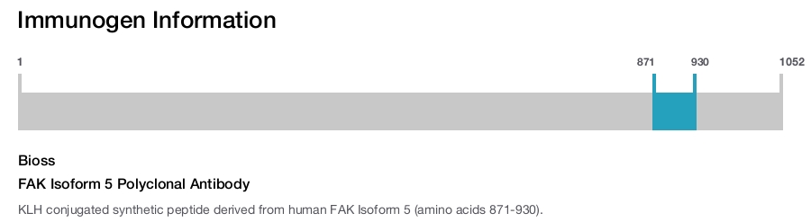 FAK Isoform 5 Polyclonal Antibody