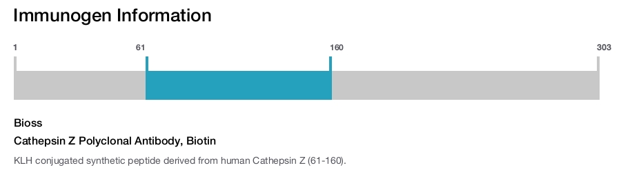 Cathepsin Z Polyclonal Antibody, Biotin