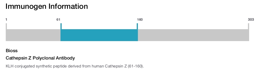 Cathepsin Z Polyclonal Antibody