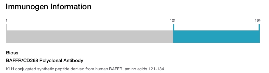 BAFFR/CD268 Polyclonal Antibody