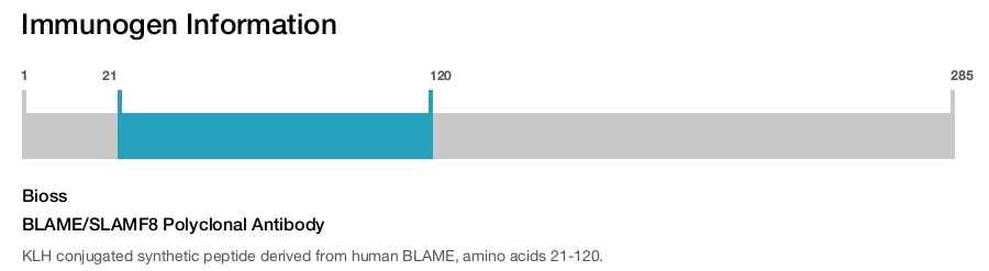 BLAME/SLAMF8 Polyclonal Antibody