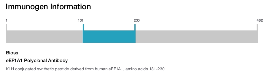 eEF1A1 Polyclonal Antibody