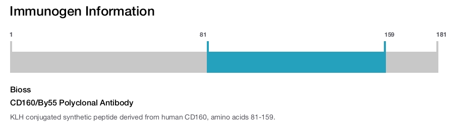 CD160/By55 Polyclonal Antibody