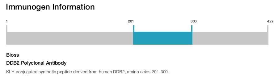 DDB2 Polyclonal Antibody