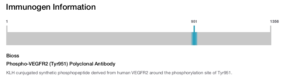 Phospho-VEGFR2 (Tyr951) Polyclonal Antibody